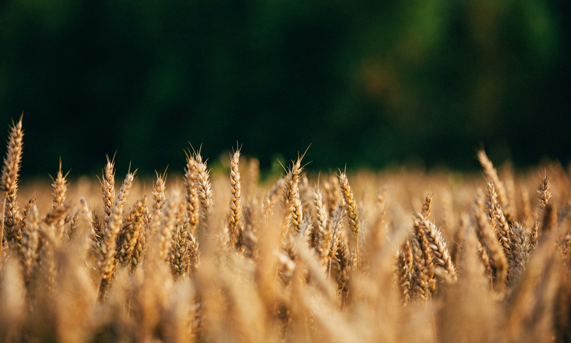 selective focus photo of wheat field