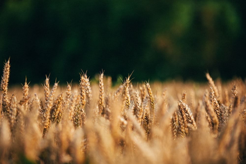 selective focus photo of wheat field