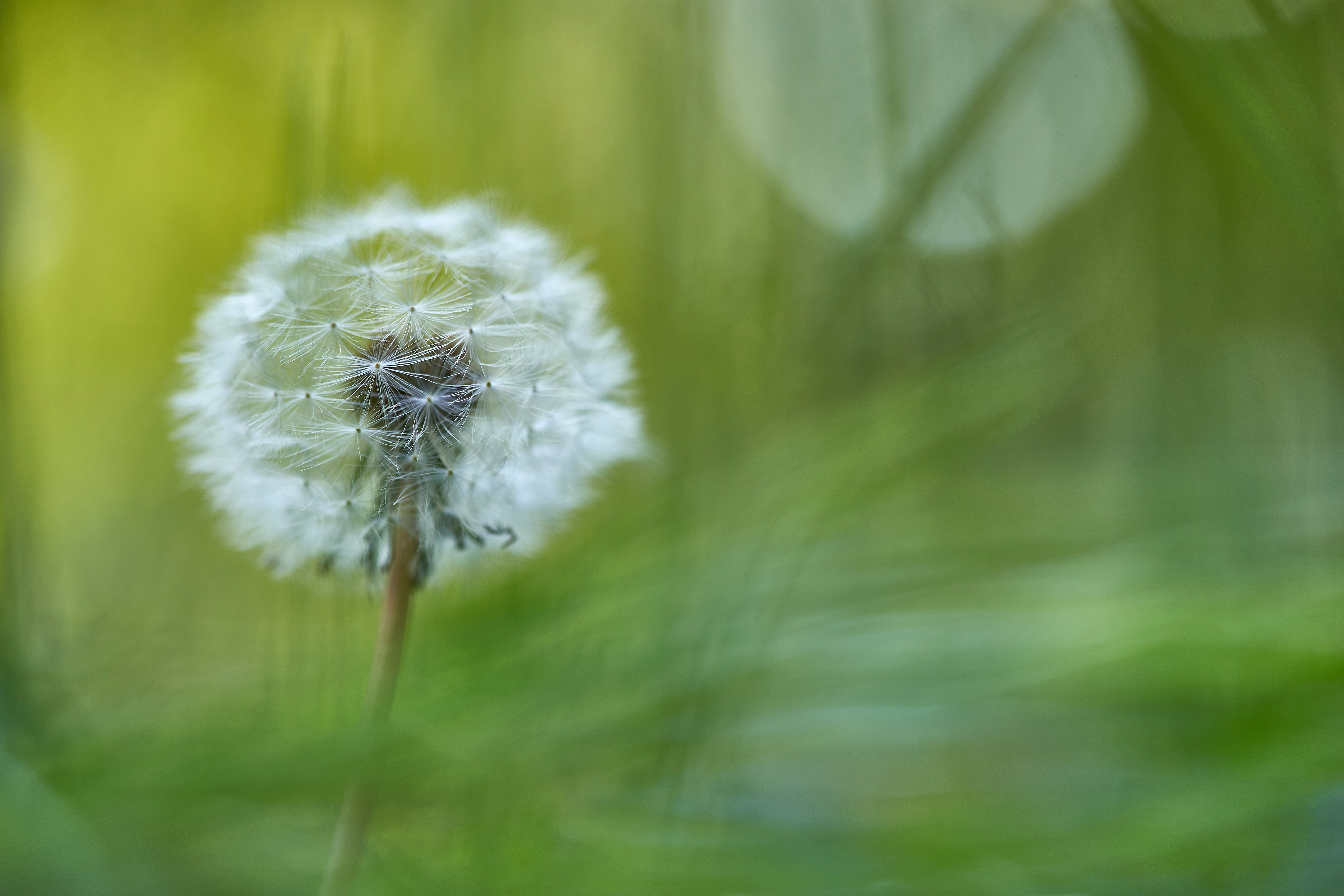 blooming white dandelion flower