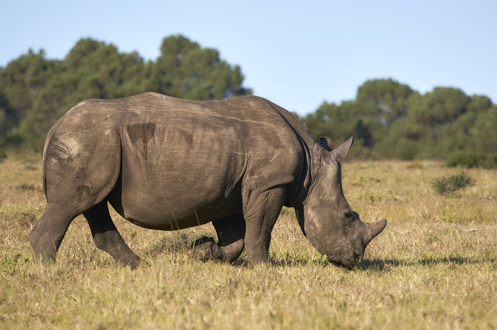 one gray rhino eating grasses