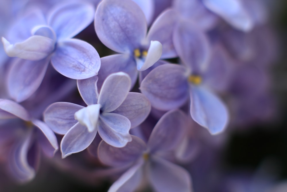 shallow focus photography of purple flowers