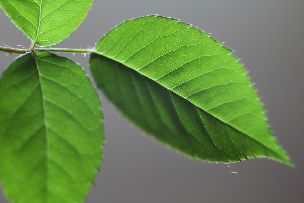 green ovate leaf plant