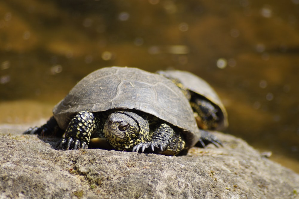 two turtles on rocks