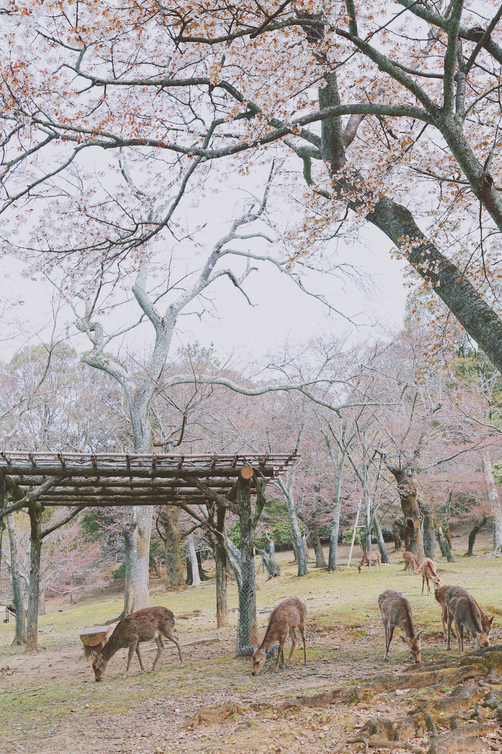 deer under trees