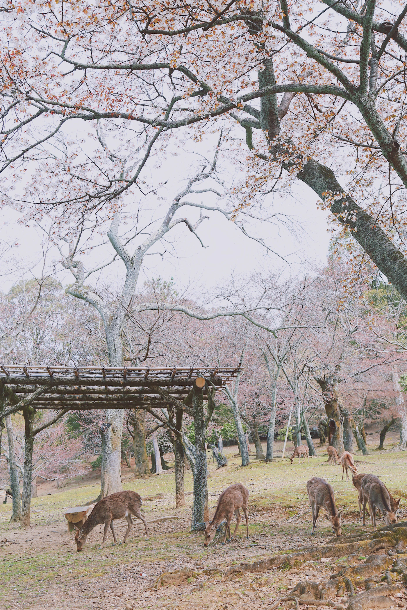 Nara deer beneath flowering cherry trees in Japan
