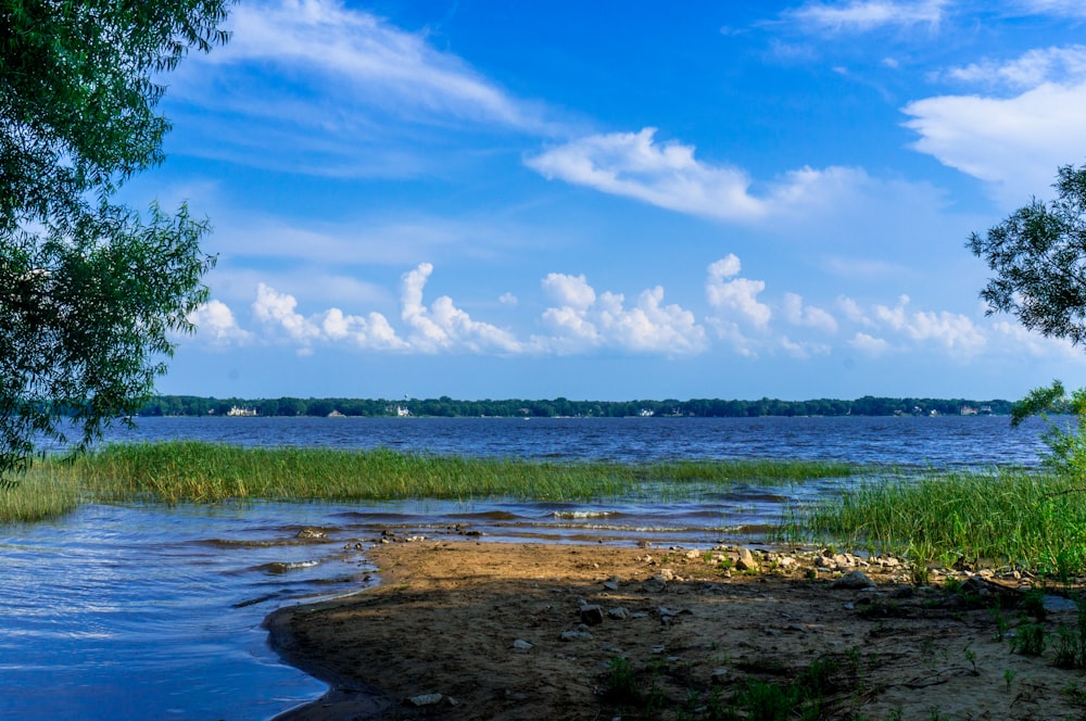 trees near body of water during daytime