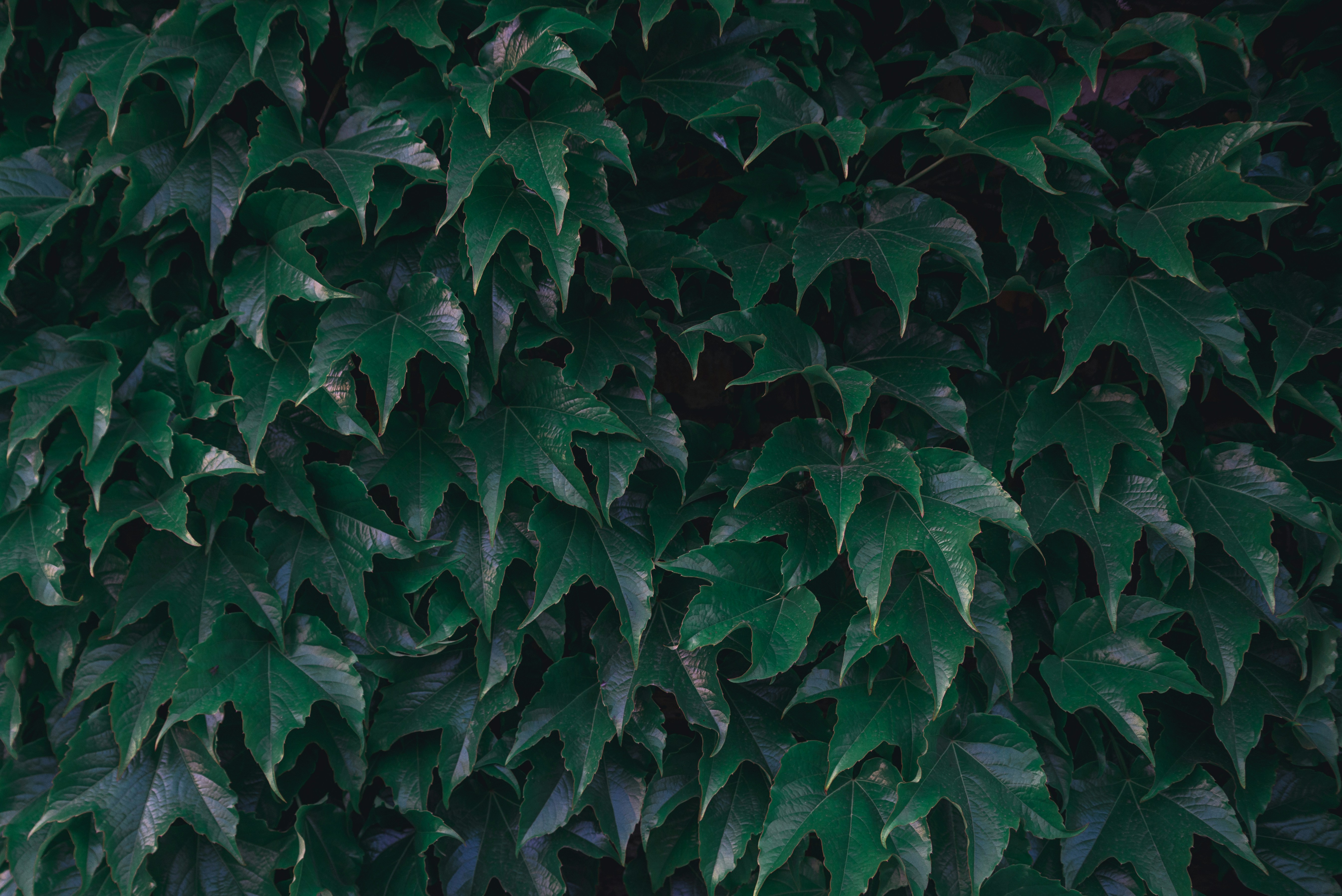 Photo by a_dzhingarov