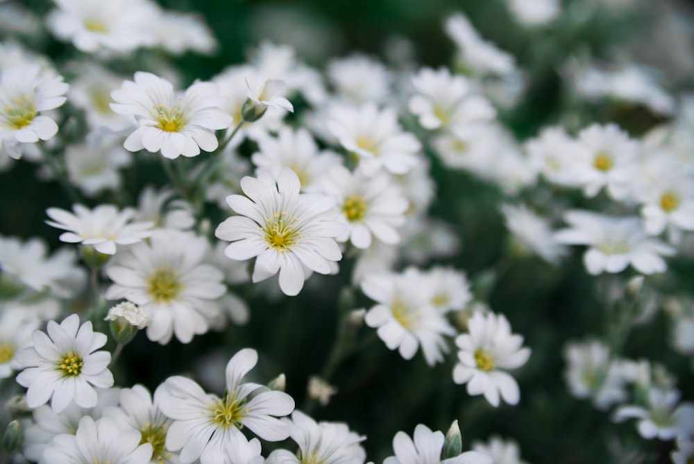 selective focus photography of white flowerse