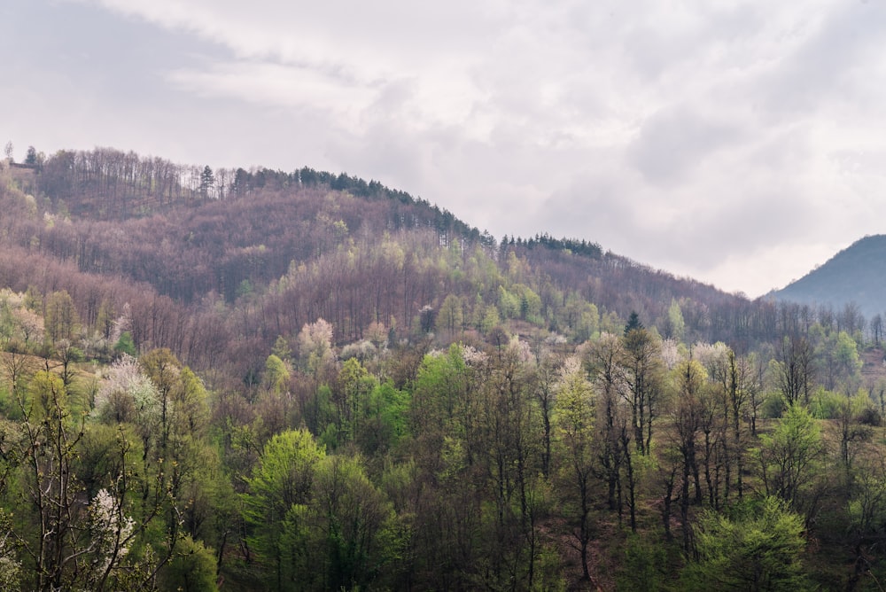 forest with green tall trees under white skies