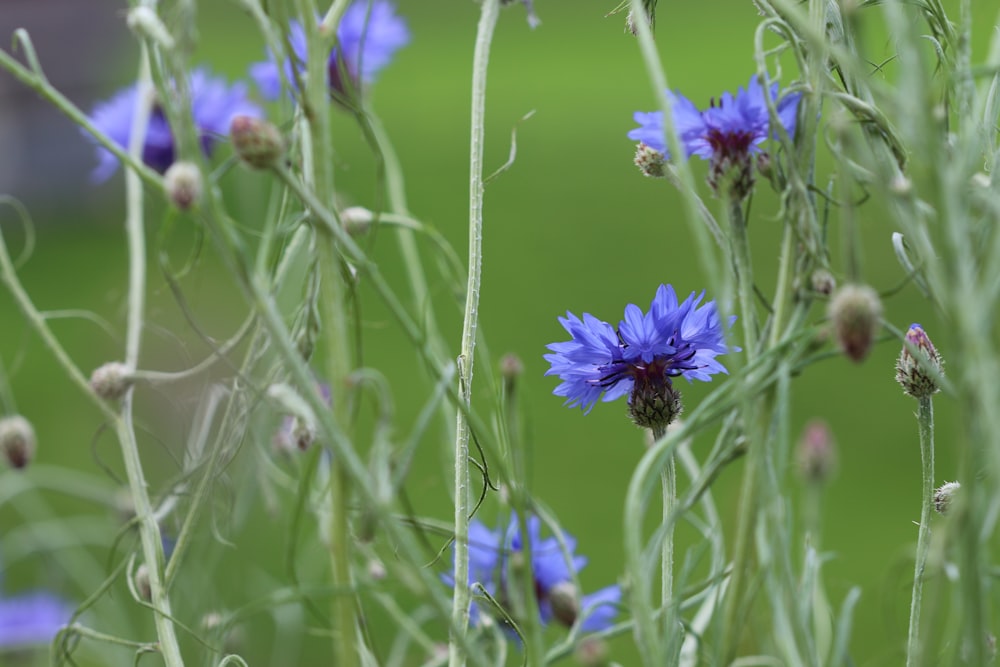 selective focus photography of purple flower