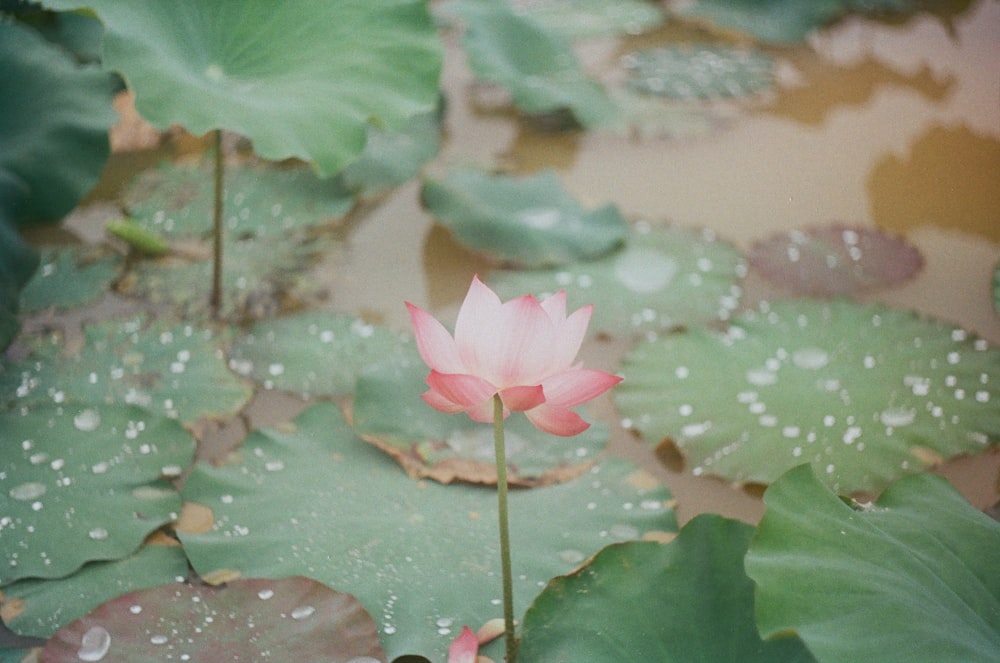 pink lotus flower in pond