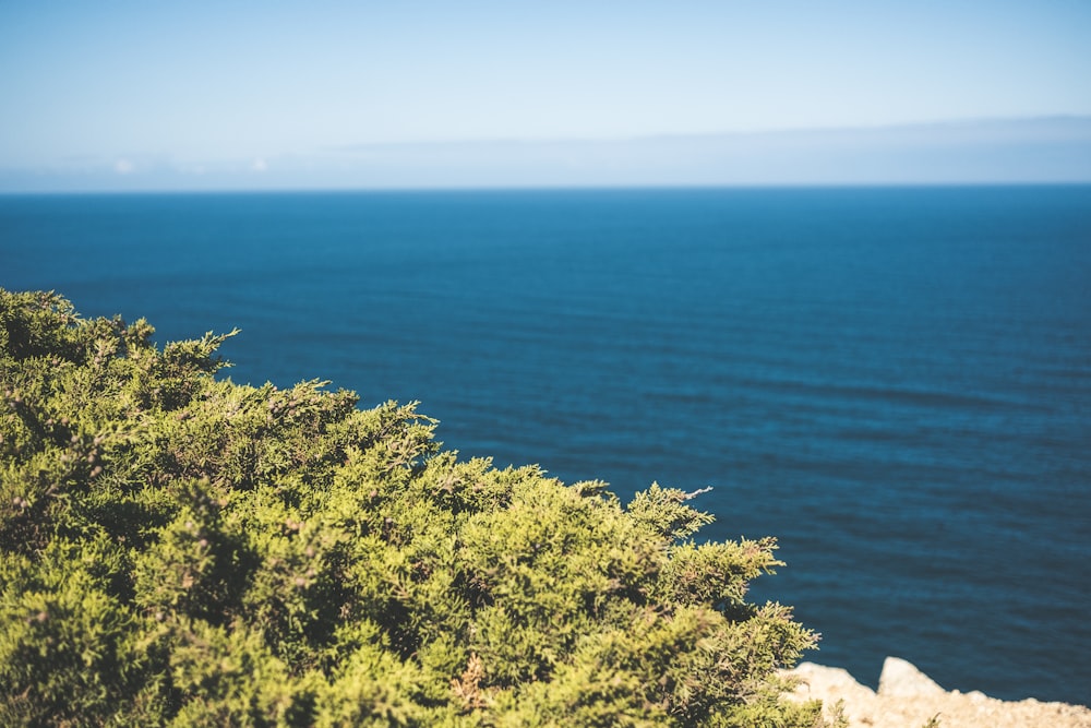 trees near ocean during daytime