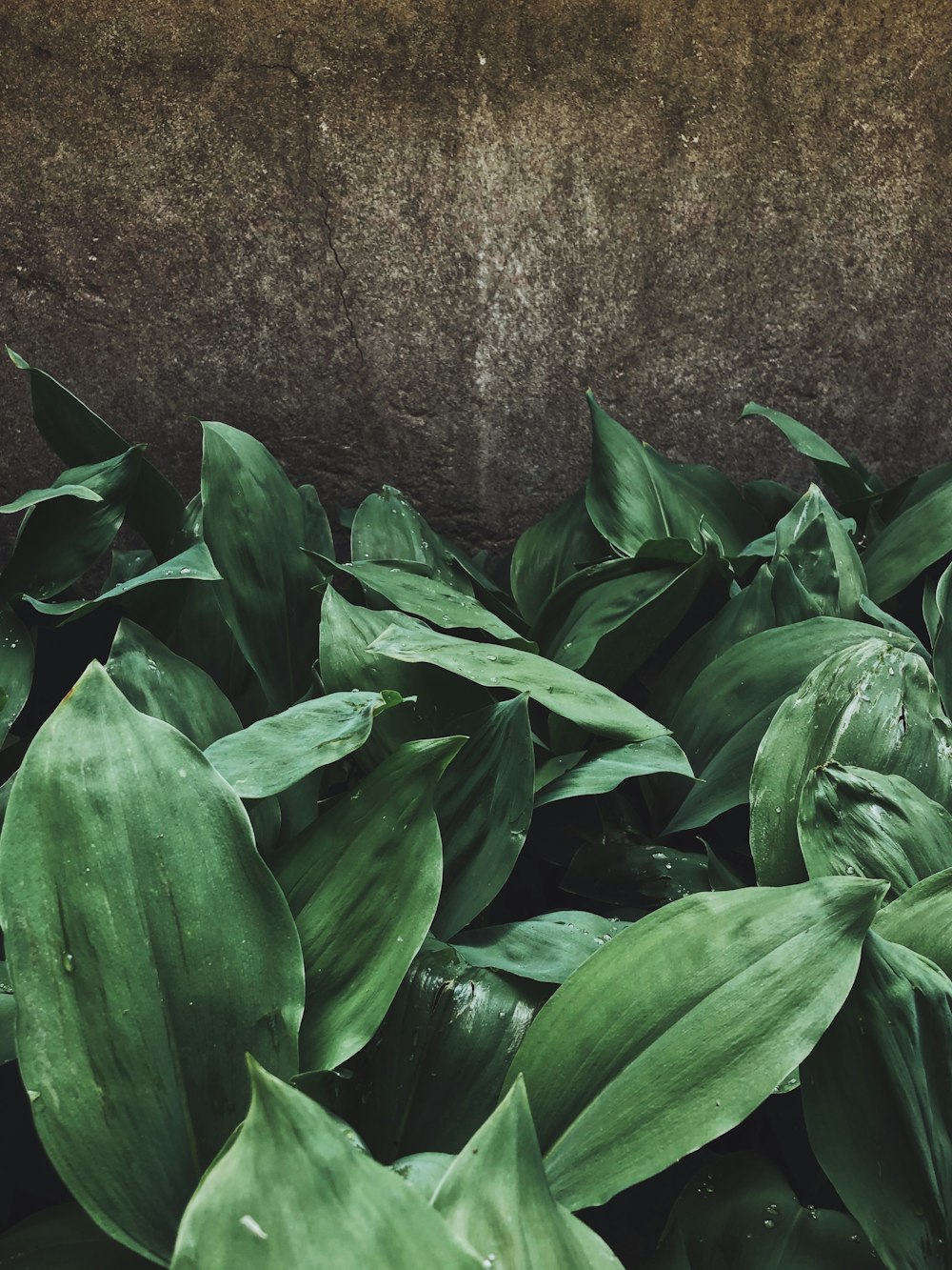 green leafed plant