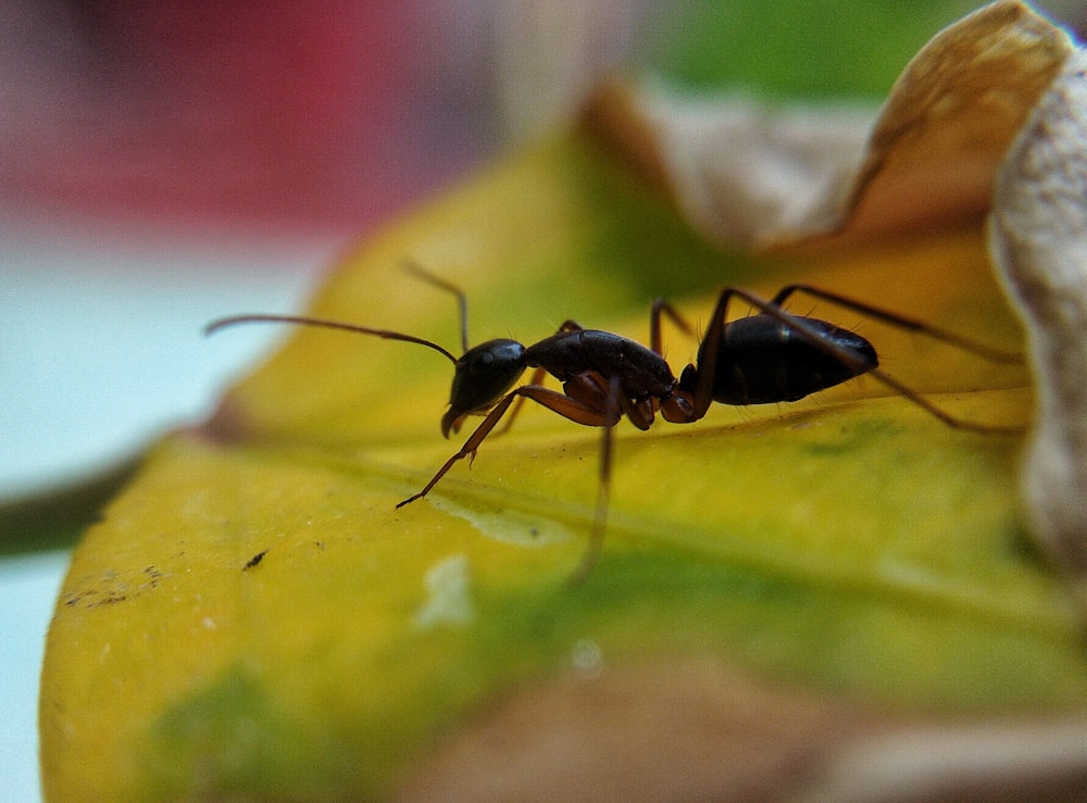 selective focus photography of ant