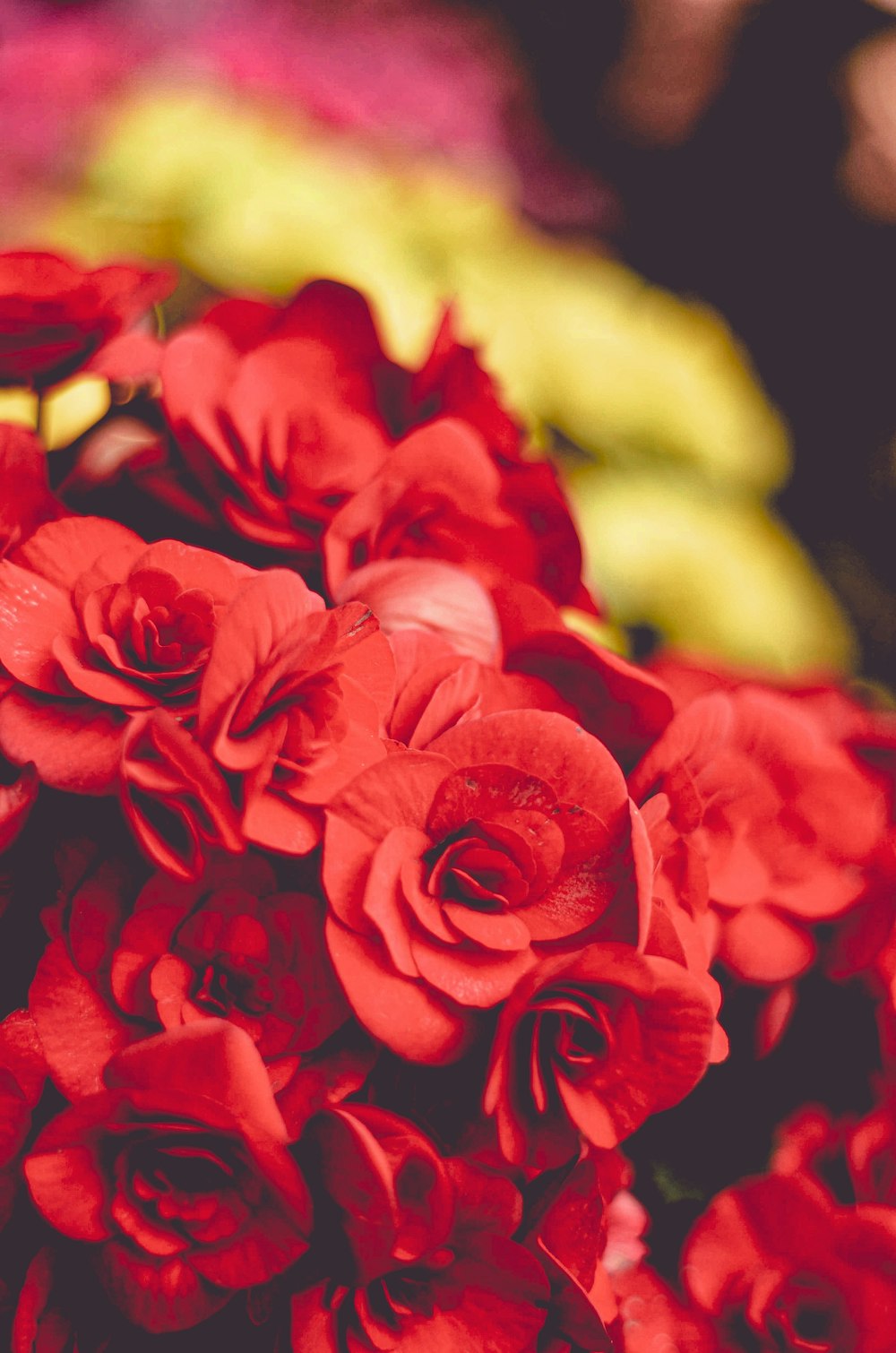 bunch of red flowers