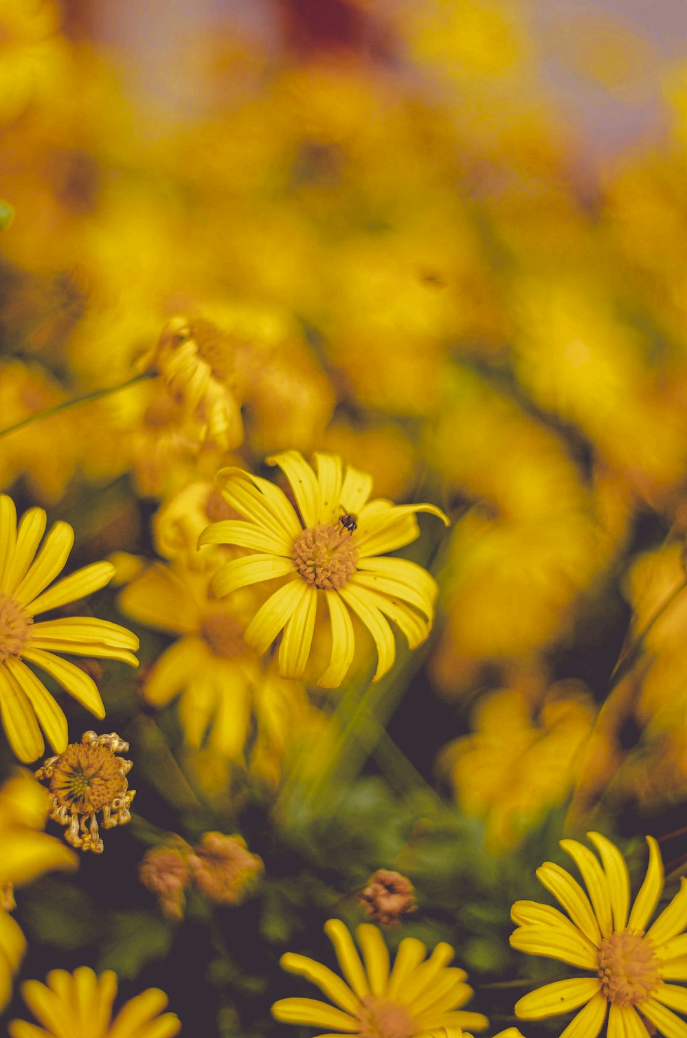 黄色いデイジーの花