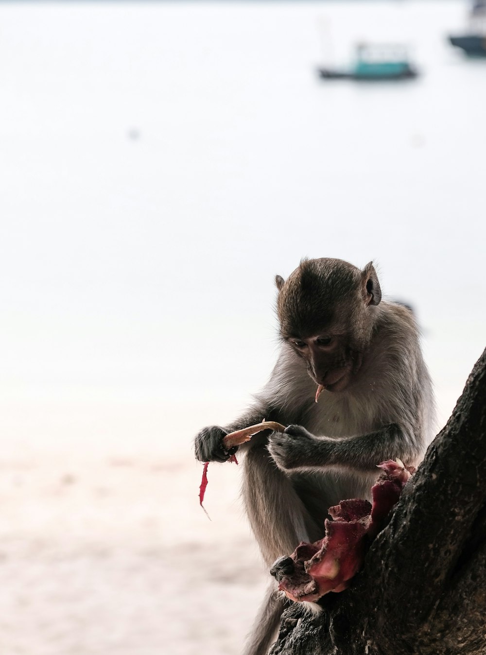 monkey sitting on tree slab