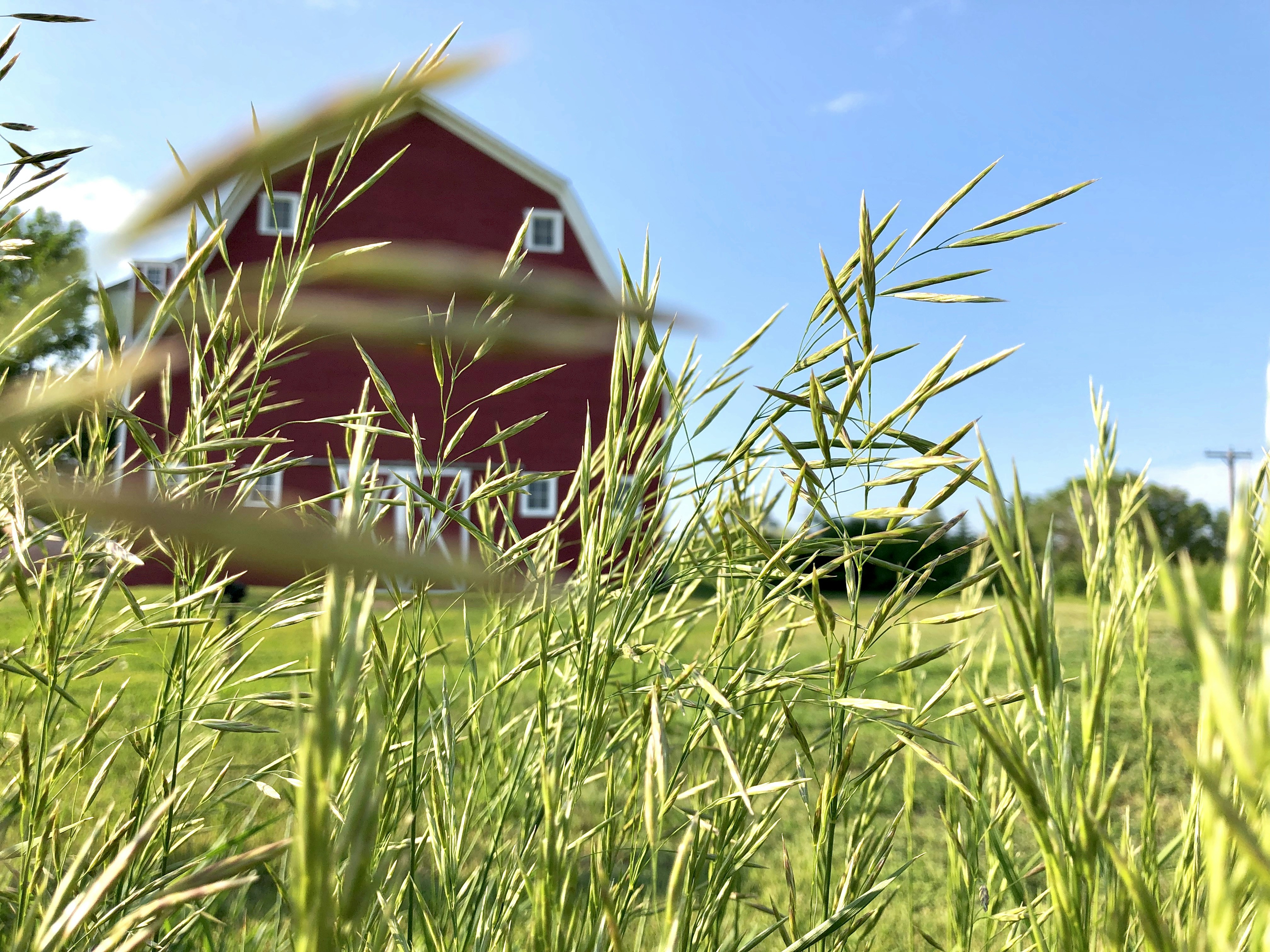 green grass