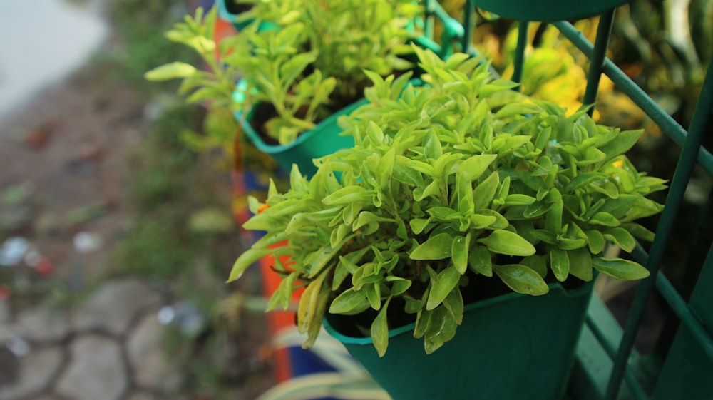 green leafy potted plant