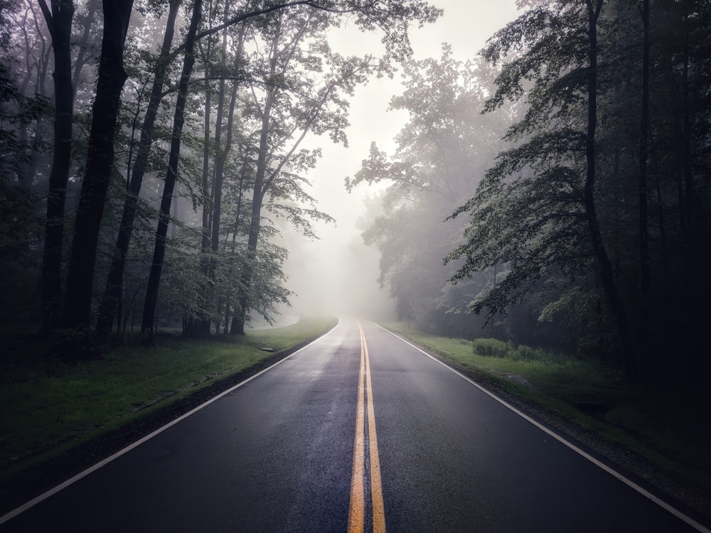 empty asphalt road surrounded by trees