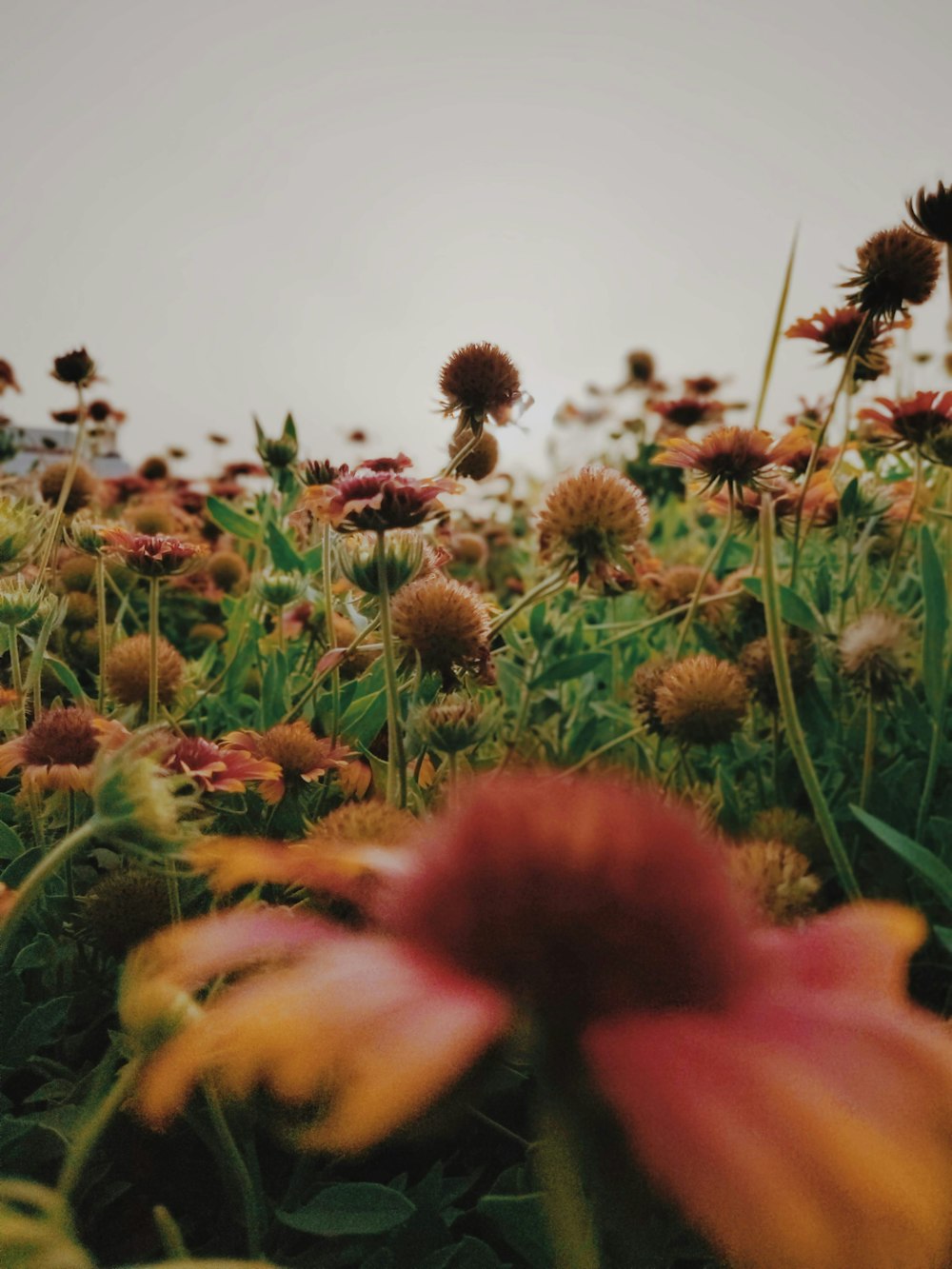 Campo de flores marrons