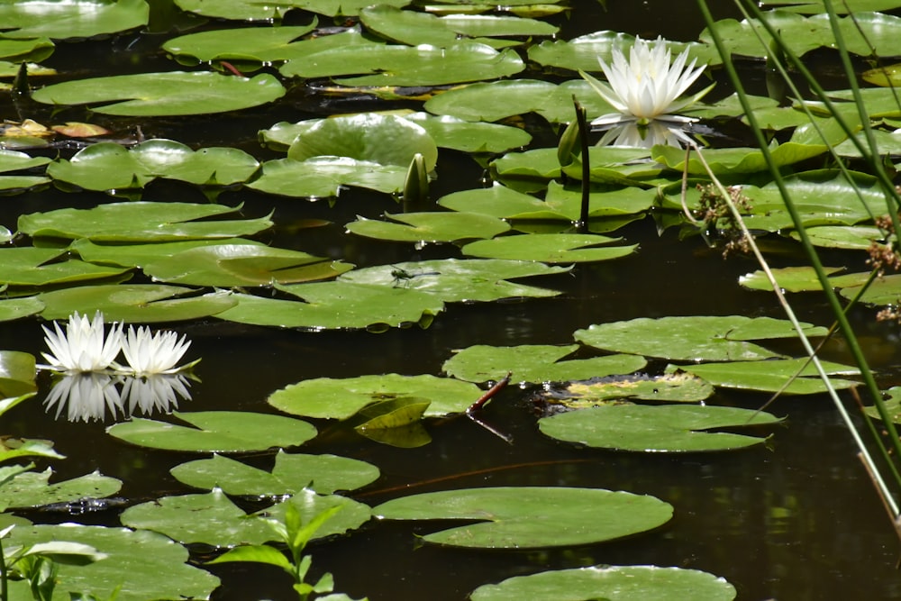 lotus flowers near lily pods on water during daytime