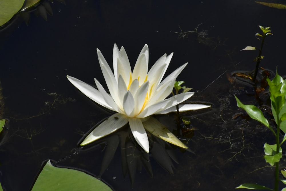 white and yellow lily pad flower