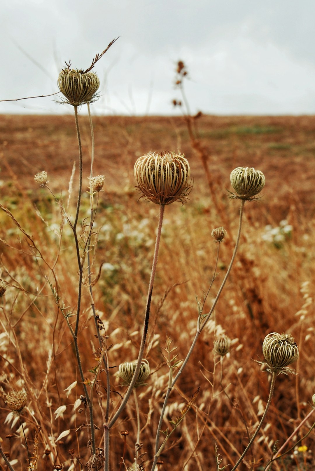 brown slower buds