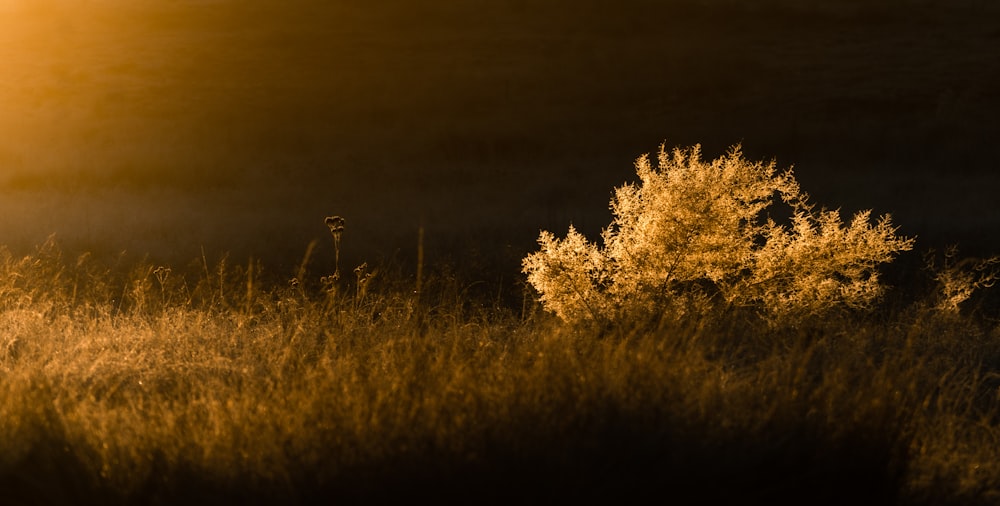 brown grassy field