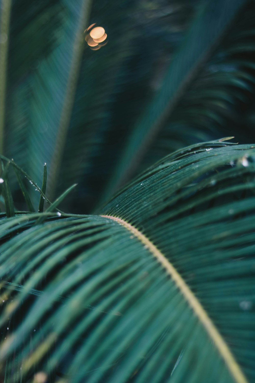 green palm tree leaves