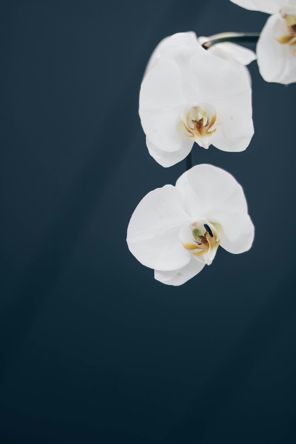 white petaled orchids