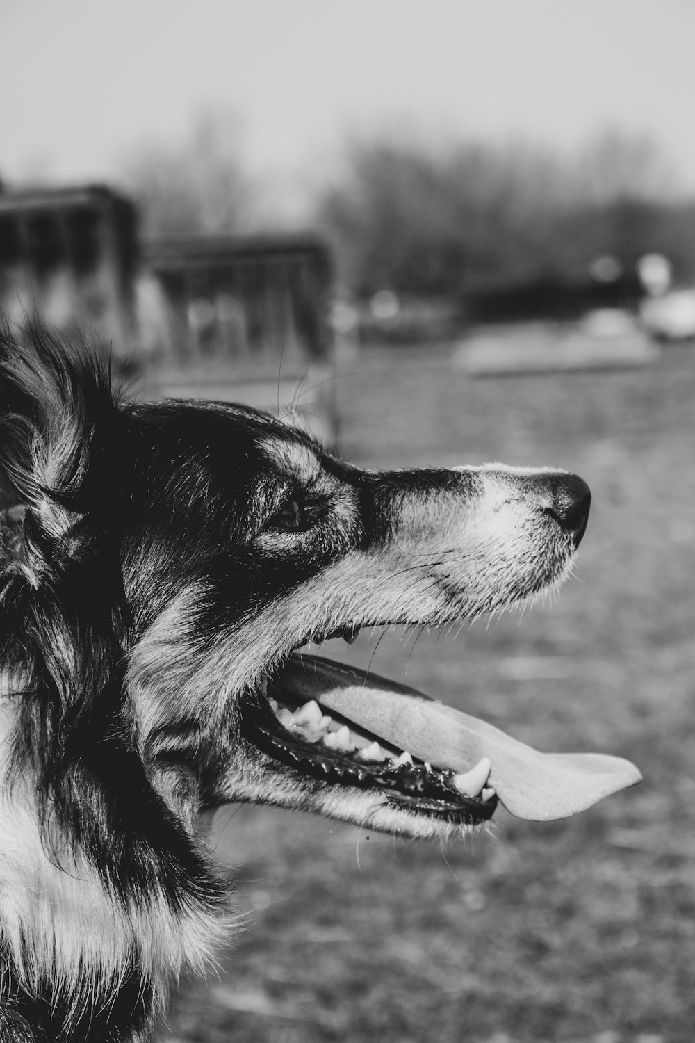 fotografia em tons de cinza do cão