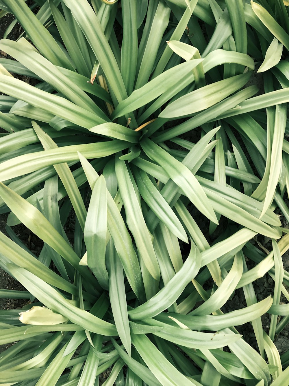 green-leafed plant