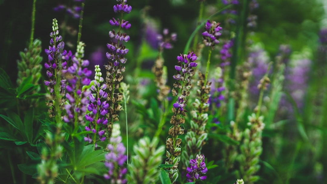 purple petaled flowers