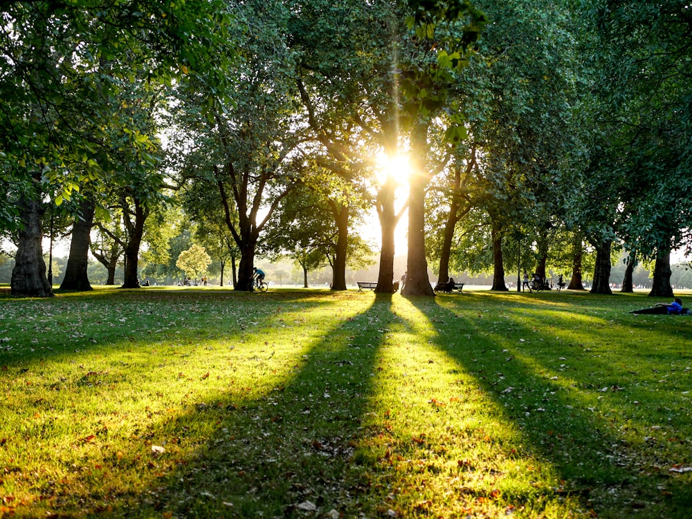 una fila di alberi e la luce del sole