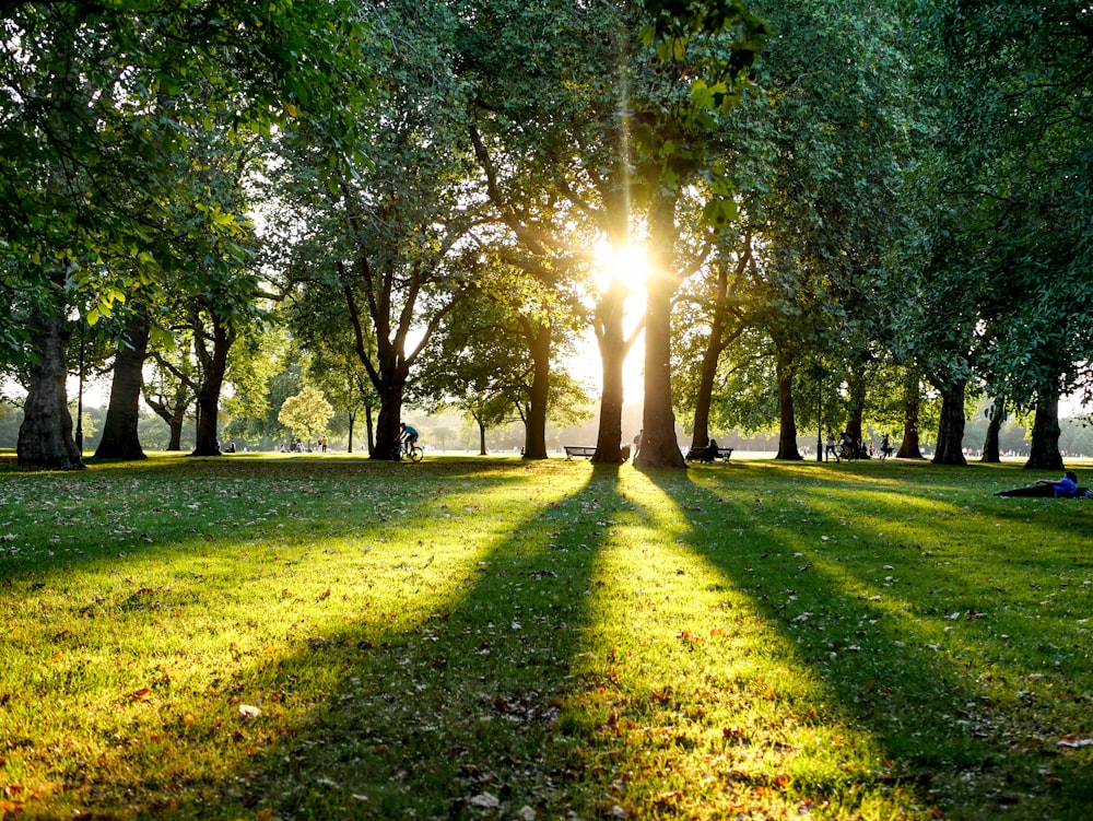 una línea de árboles y luz solar