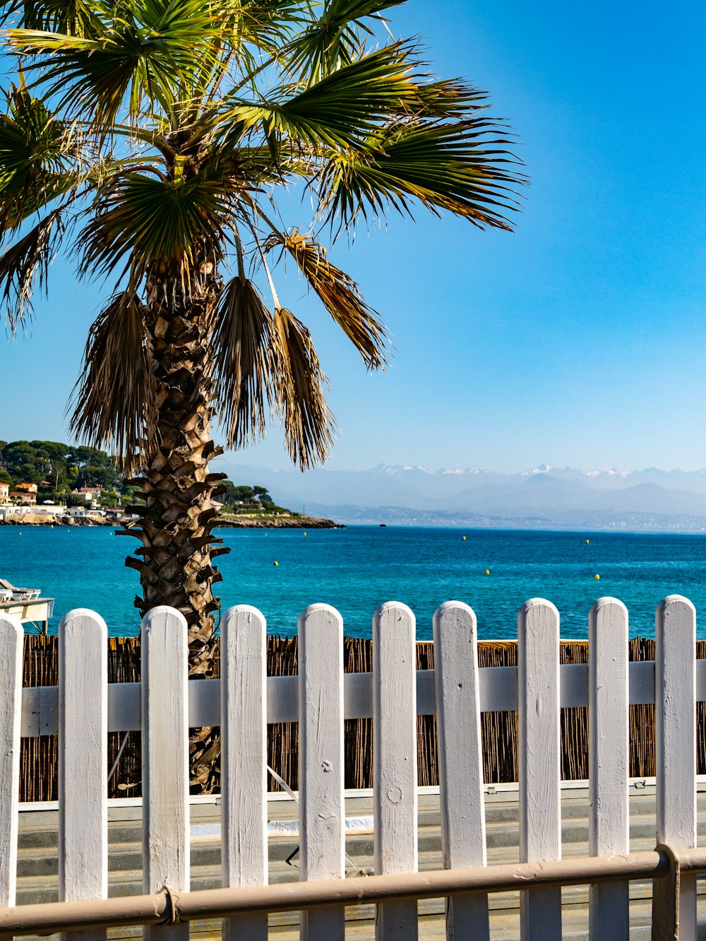 white wooden fence near palm tree