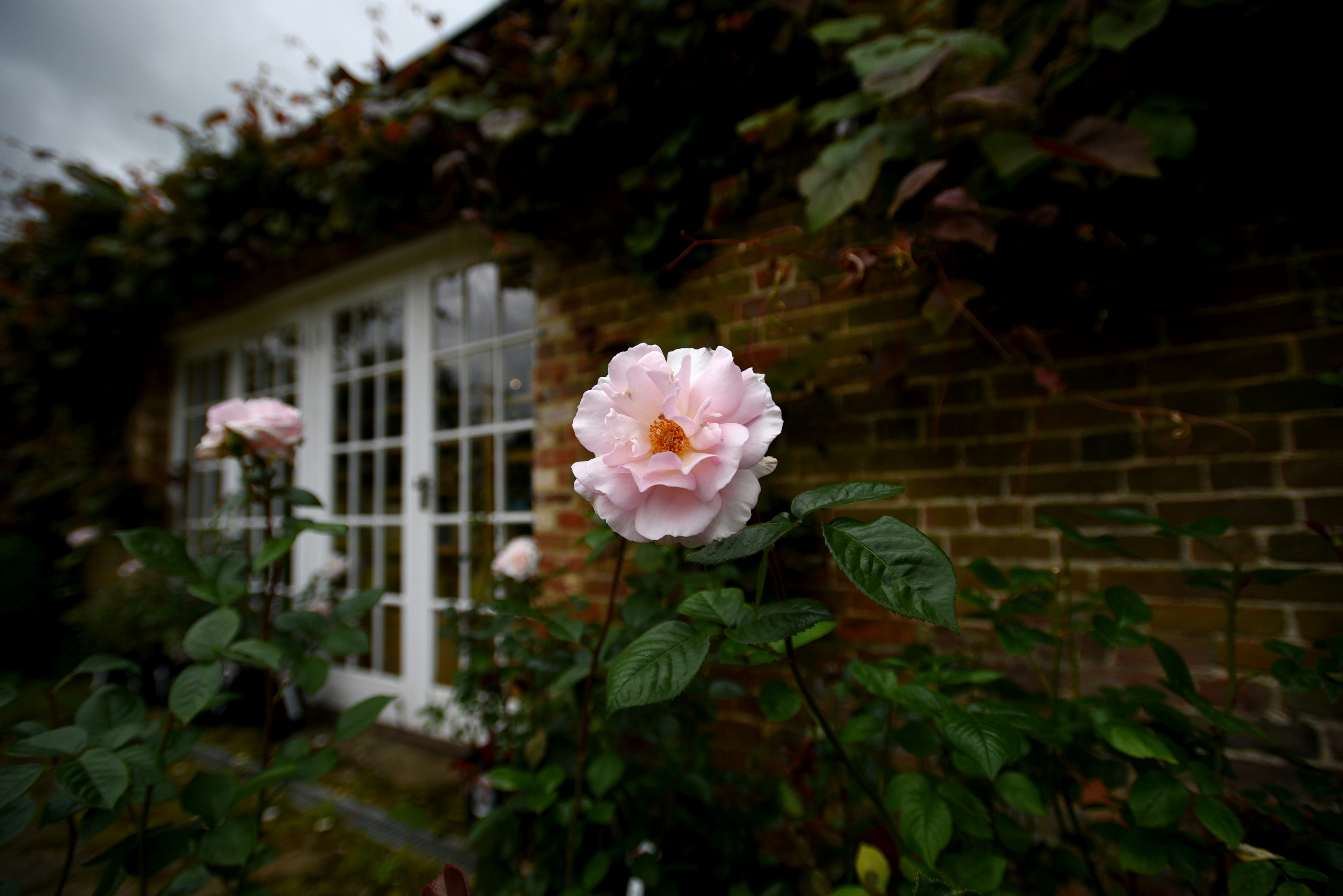 Rose Cottage