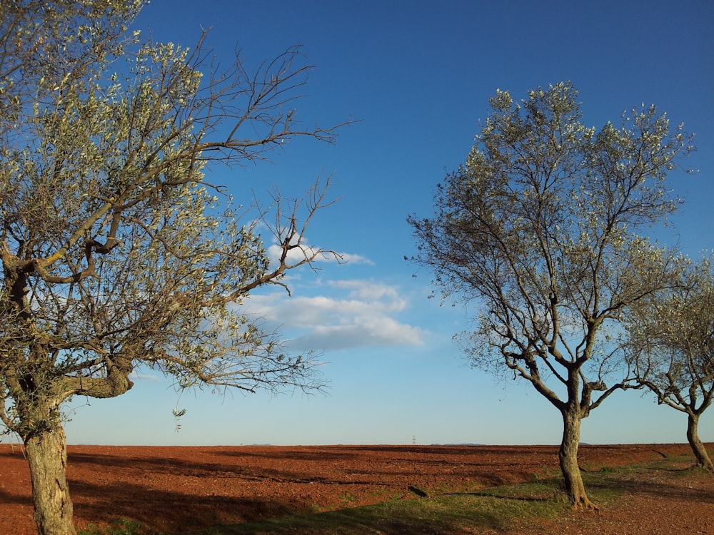 landscape photo of a brown field