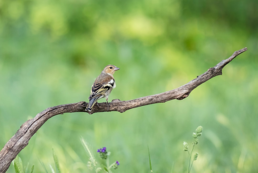 bird on branch