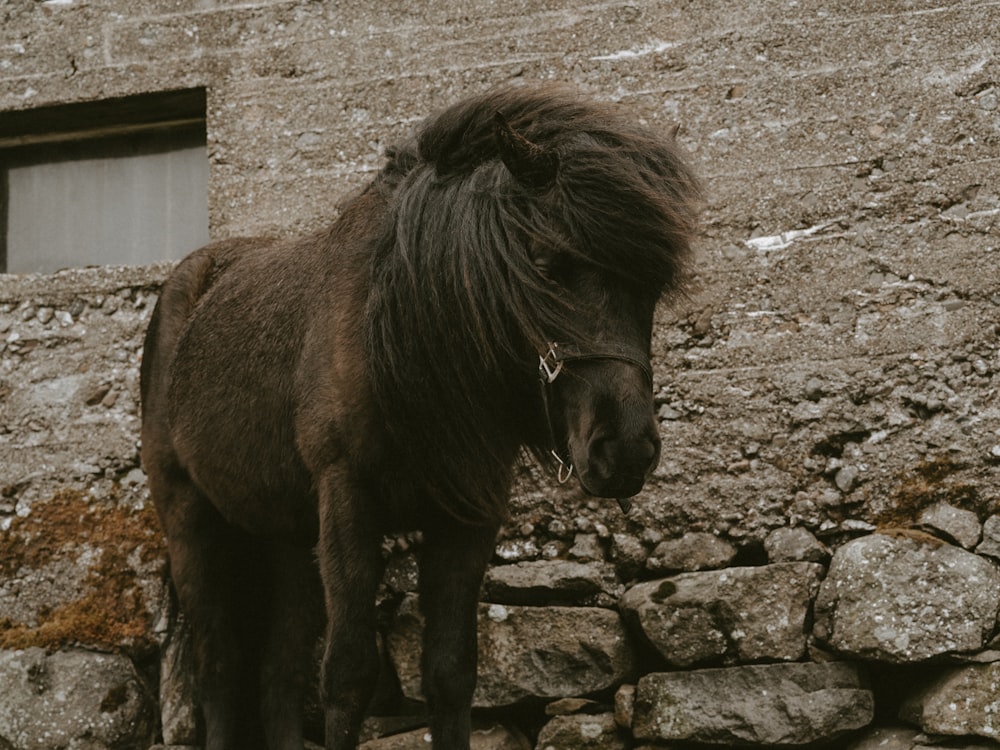 brown horse standing