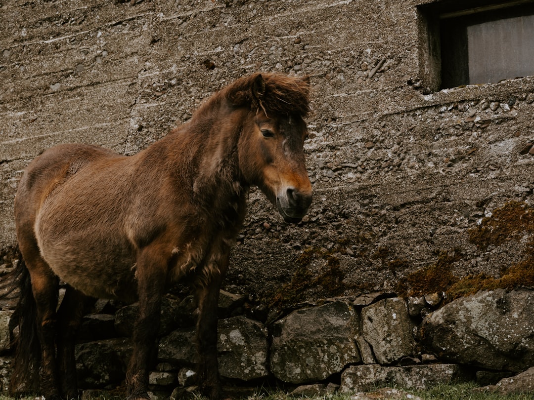 brown horse standing beside brown wall