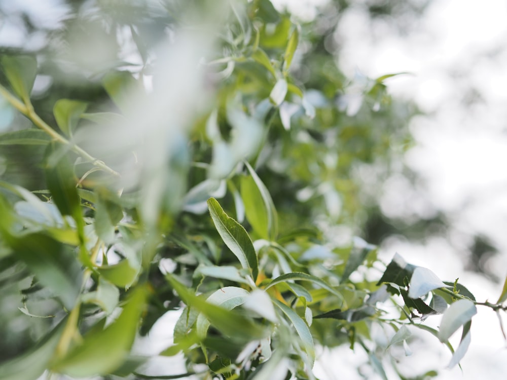 a close up of a tree branch with green leaves