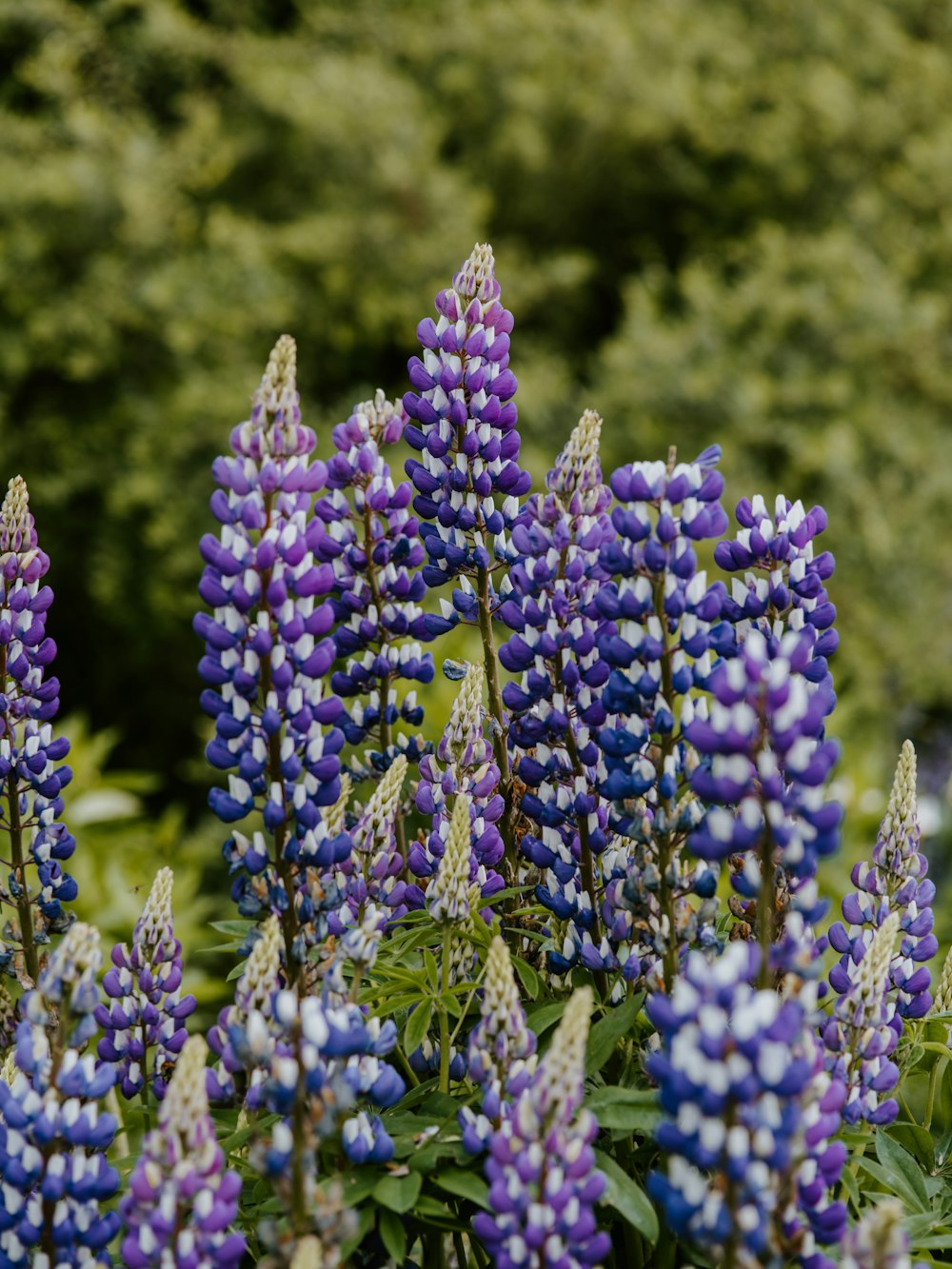 purple petaled flowers