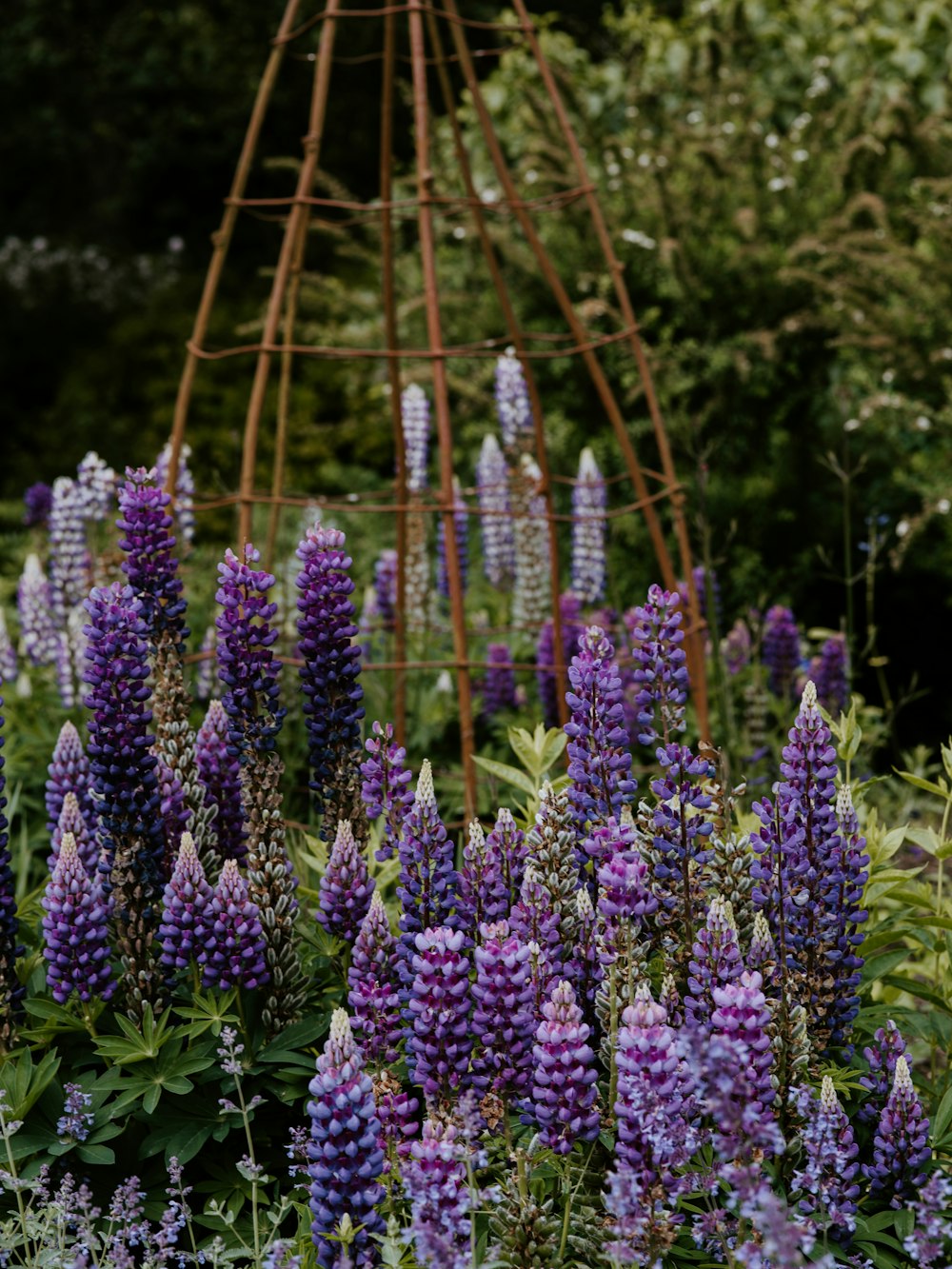 woolly lavender flowers