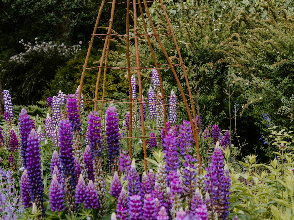 purple-petaled flowers during daytime