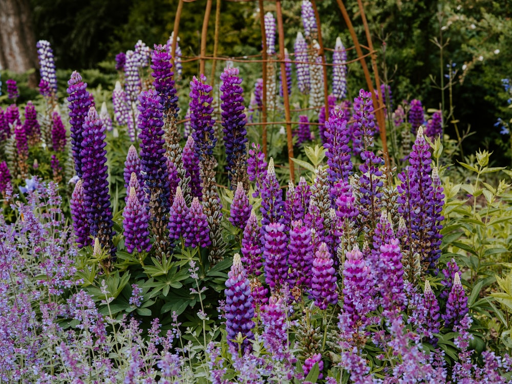 purple-petaled flowers during daytime