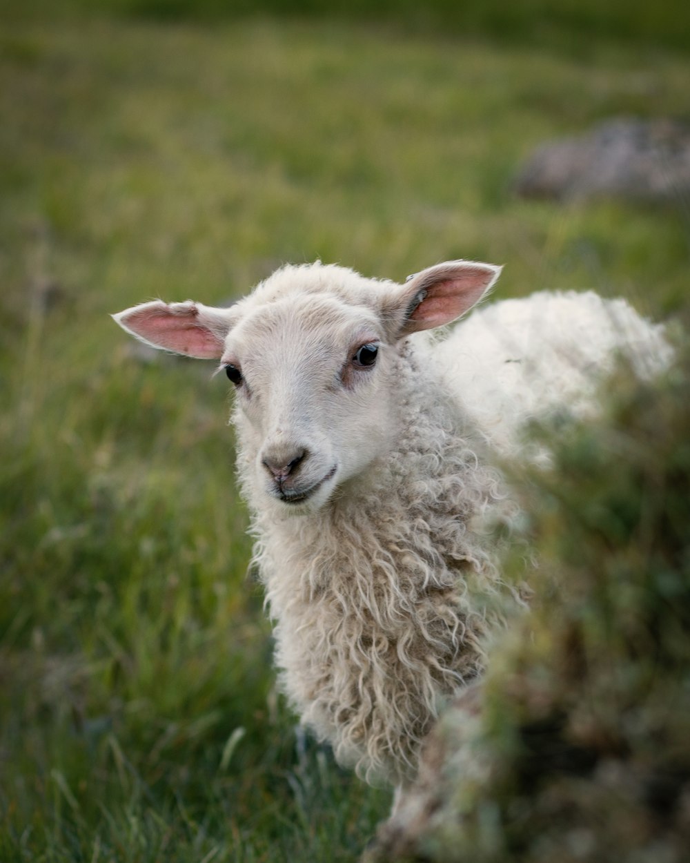 white sheep standing on green grass