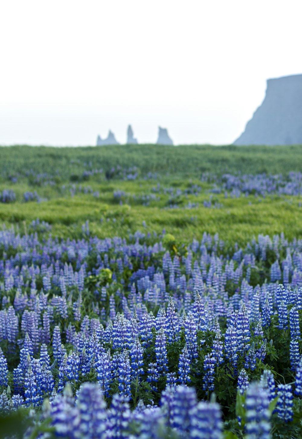 campo di fiori dai petali blu durante il giorno