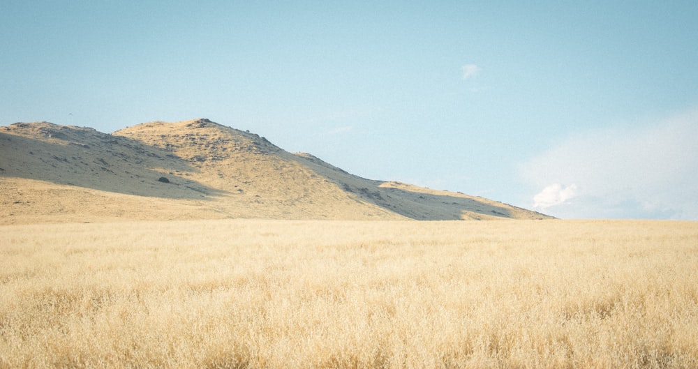 brown grass field